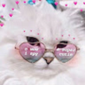 Meet your Posher, Dannycat